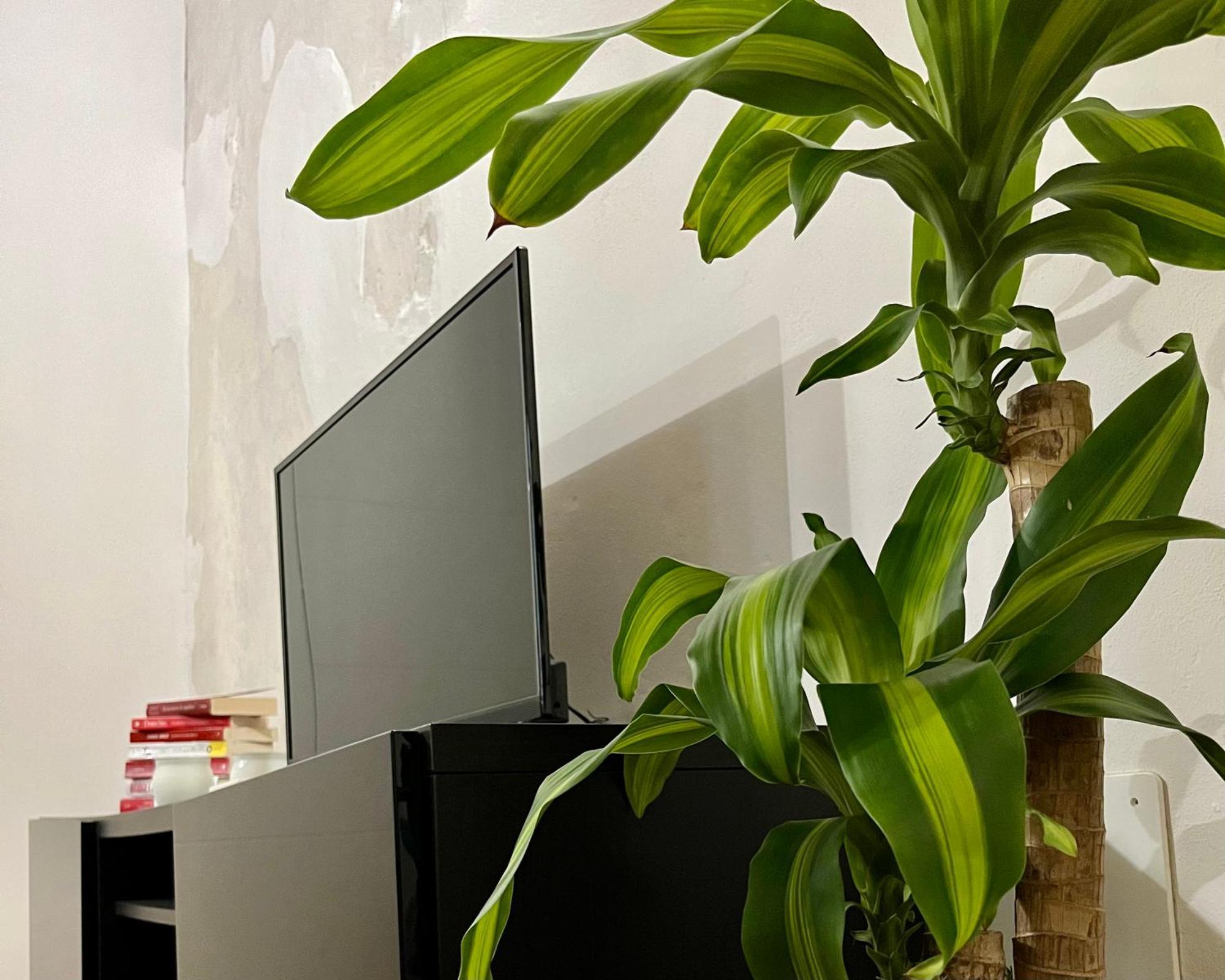 Magnolia Home - Piazza Delle Erbe Werona Zewnętrze zdjęcie